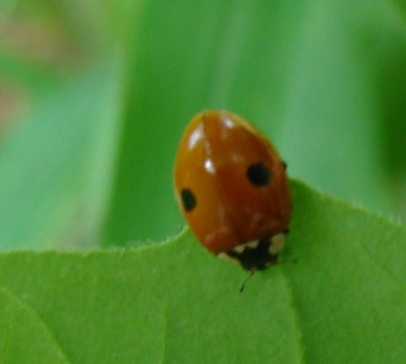 Coccinelle del Parco di Monza